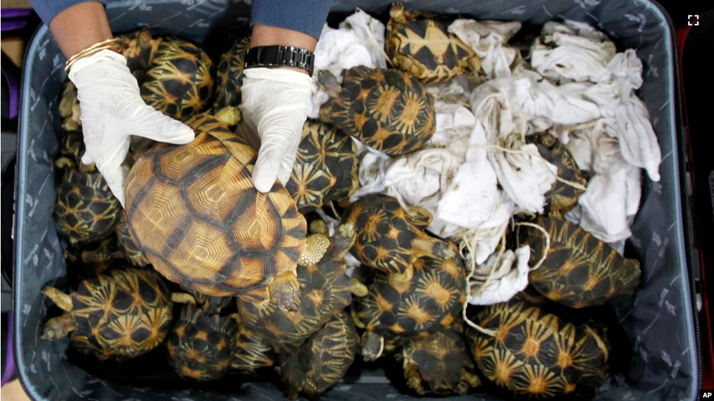 FILE - A Malaysian Customs official holds seized tortoise after a news conference at Customs office in Sepang, Malaysia, Malaysia on May 15, 2017. Malaysian authorities say they seized 330 exotic tortoises from Madagascar. (AP Photo/Daniel Chan, File)