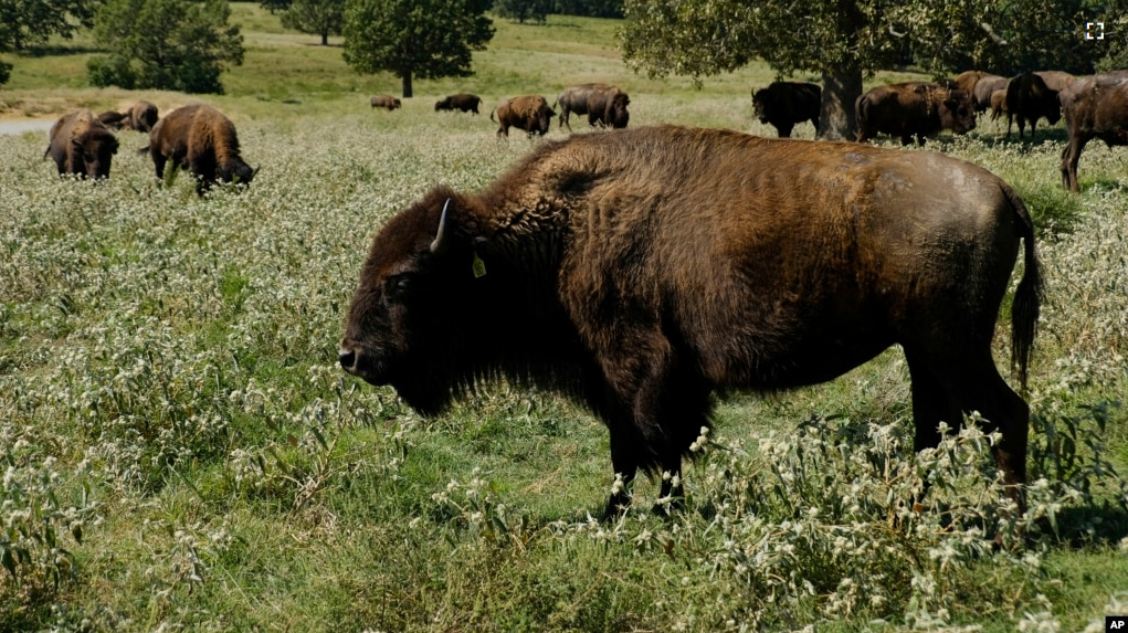 A herd of bison grazes during midday at a Cherokee Nation ranch in northeastern Oklahoma on Sept. 27, 2022. (AP Photo/Audrey Jackson)