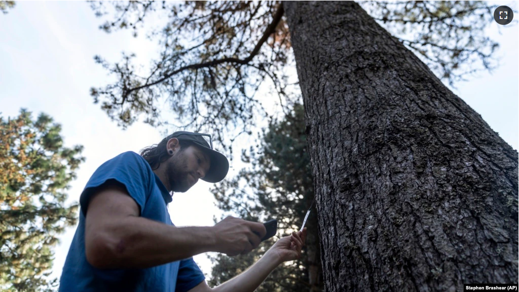 Washington Park Arboretum tree expert Shea Cope, studies a knobcone pine tree, one of many stressed trees in the arboretum, Oct. 7, 2022. (AP Photo/Stephen Brashear)