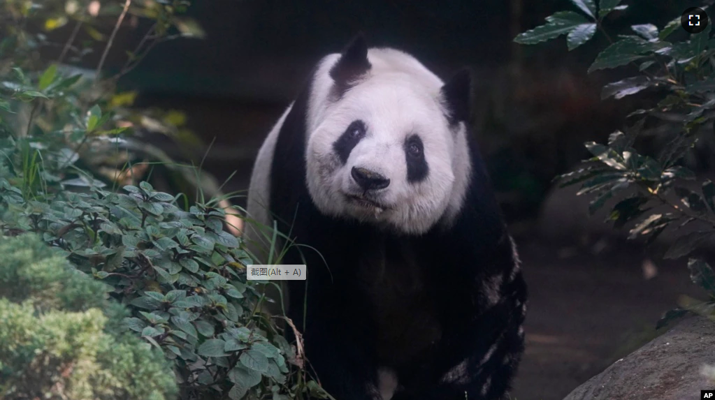 Xin Xin, the last giant panda in Latin America, looks out from her enclosure at the Chapultepec Zoo, in Mexico City, Friday, Nov. 11, 2022. (AP Photo/Fernando Llano)