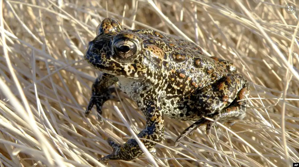 A Dixie Valley toad sits atop grass in Dixie Valley, Nev., on April 6, 2009. The tiny Nevada toad at the center of a legal battle over a geothermal project has officially been declared an endangered species. (Matt Maples/Nevada Department of Wildlife via AP, File)