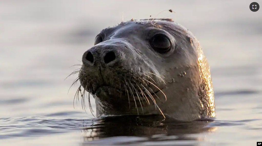 A harbor seal looks around in Casco Bay in this July 30, 2020 file photo off Portland, Maine. A team at Colgate University has developed SealNet, a facial recognition database of seal faces created by taking pictures of harbor seals in Maine. (AP Photo/Robert F. Bukaty, Files)