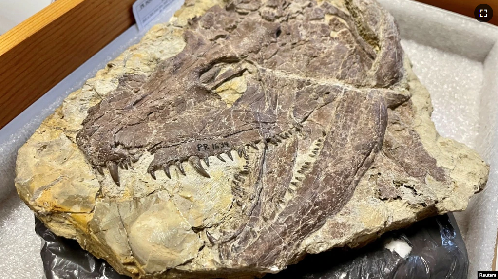 A skull of the large early tetrapod and apex predator Whatcheeria is seen with its many sharp teeth visible in the collections of the Field Museum, in Chicago, Illinois, U.S., in this undated handout image. (Kate Golembiewski/Field Museum/Handout via REUTERS)