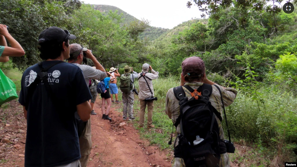 Birdwatchers observe different species in Miramar park guided by members of NGO Pronatura near Jose Cardel, Veracruz, Mexico October 16, 2022. (REUTERS/Carolina Pulice)