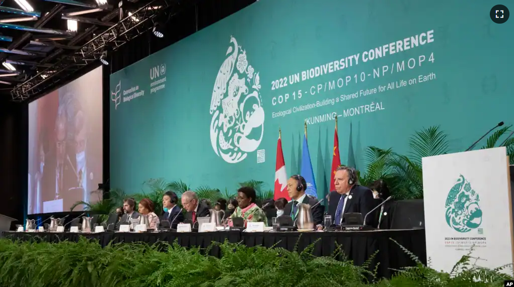 The head table gets set to open the high level segment at the COP15 biodiversity conference, in Montreal, Thursday, Dec. 15, 2022. (Ryan Remiorz/The Canadian Press via AP)