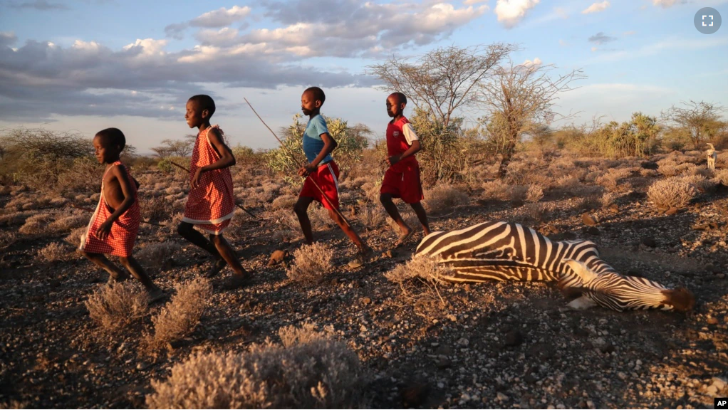 Maasai children run past a zebra that local residents said died due to drought, as they graze their cattle at Ilangeruani village, near Lake Magadi, in Kenya, on Nov. 9, 2022. (AP Photo/Brian Inganga, File)