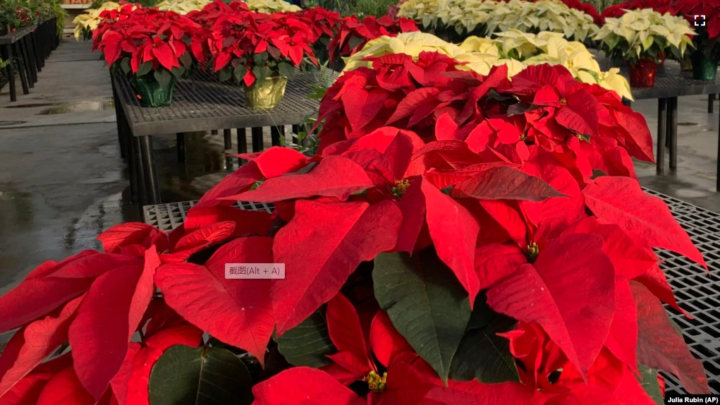 Poinsettias are a very common holiday plant. These are in a plant store in Larchmont, New York, December 5, 2022. . (AP Photo/Julia Rubin)