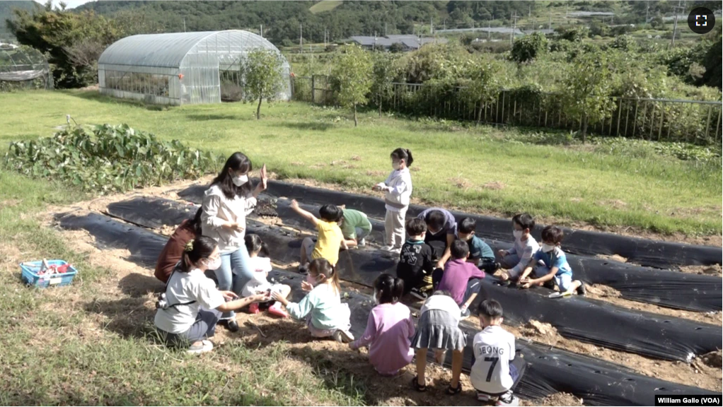 Students at Cheontae Elementary School learn agriculture skills, such as how to tend a garden. September 20, 2022.