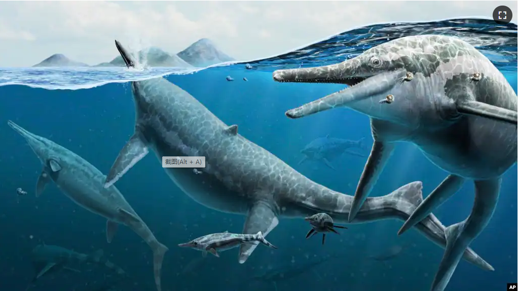 This illustration provided by the Smithsonian National Museum of Natural History in December 2022 depicts a group of adult and newly born Triassic shonisaurus ichthyosaurs. (Gabriel Ugueto/NMNH via AP)