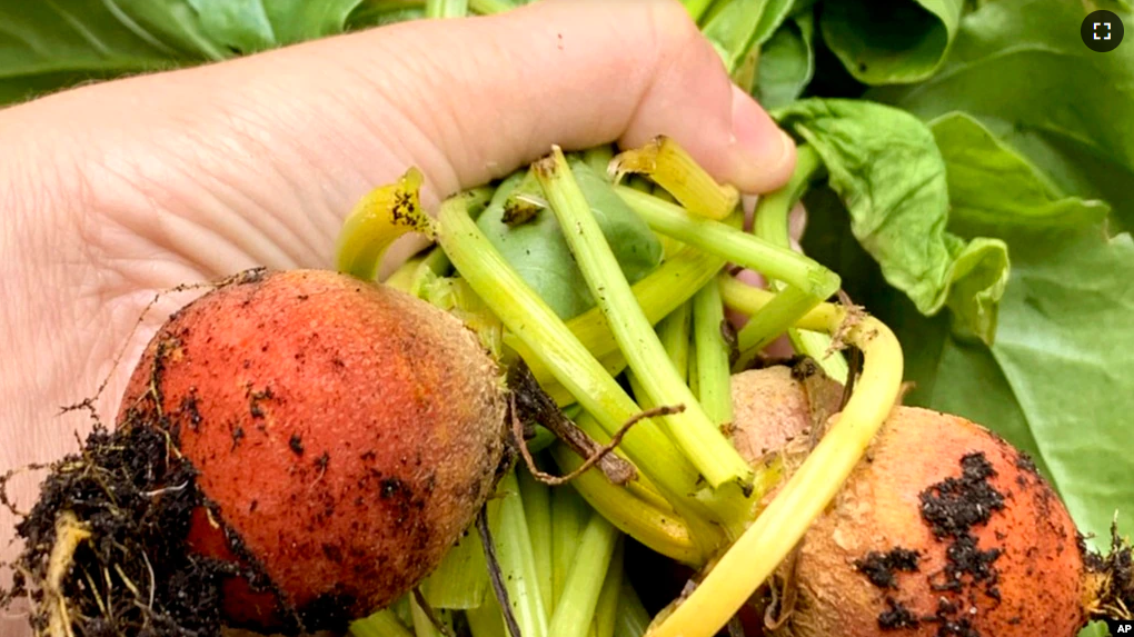 This July 2021 photo provided by Jessica Damiano shows newly harvested golden beets in Glen Head, N.Y. Beets and other root crops thrive in cool temperatures, making them ideal to plant in summer for a fall harvest. (Jessica Damiano via AP)