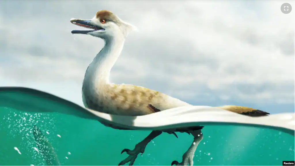 An artist's life reconstruction of the dinosaur Natovenator polydontus, which resembled diving birds and lived about 72 million years ago in what is now the Gobi Desert of Mongolia. (Yusik Choi/Handout via REUTERS)