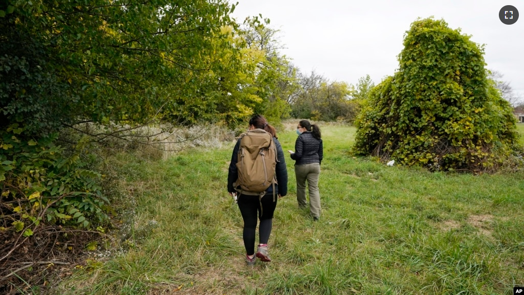 Yale University doctoral students Siria Gamez, right, and Aishwarya Bhandari walk through a field looking for their wildlife camera that had been attached to a tree in a Detroit park on Oct. 7, 2022. (AP Photo/Carlos Osorio)