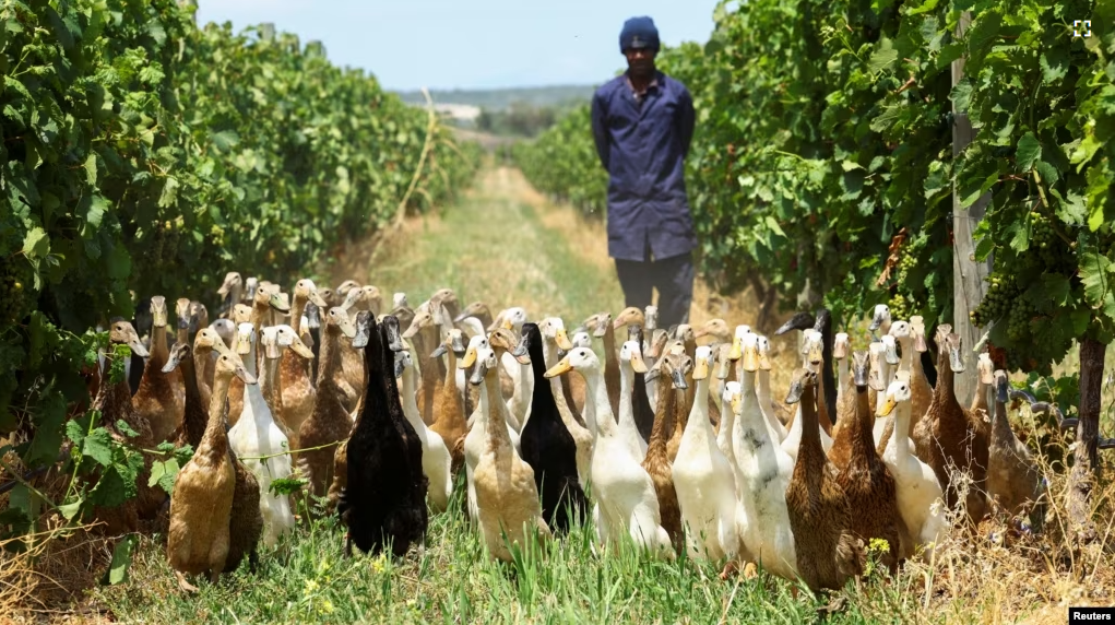 A duck keeper guides a flock of Indian Runner ducks, which assist as natural pest-control, by eating all the snails and bugs, through the vineyard during their daily patrol around the Vergenoegd Wine Estate, in Cape Town, South Africa, January 12, 2023. (REUTERS/Esa Alexander)