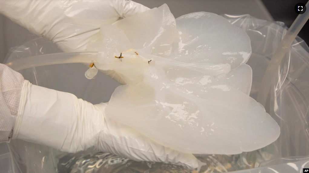 A pig liver that has been "decelled" is held by a technician in a Micromatrix laboratory on Tuesday, Dec. 8, 2022, in Eden Prairie, Minn. (AP Photo/Andy Clayton-King)