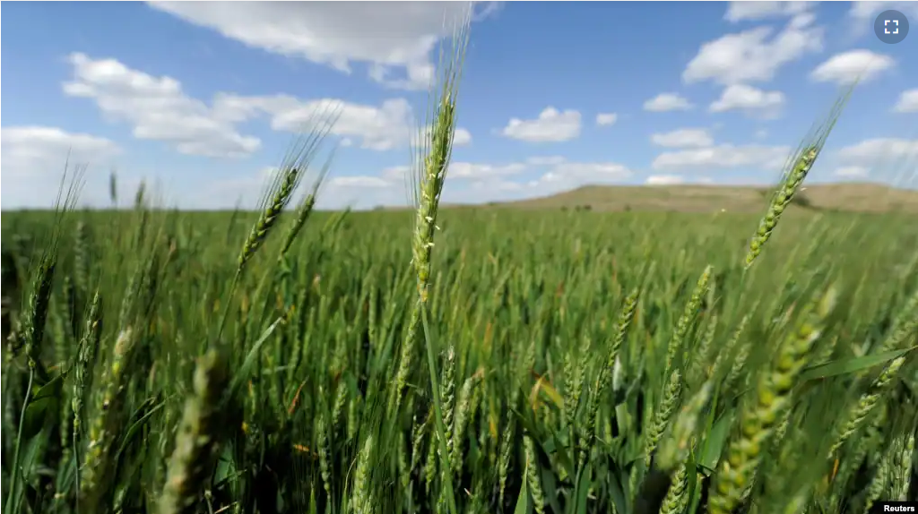 Hybrid wheat will be ready to harvest by mid-June at the bio-technology company Syngenta's research farm near Junction City, Kansas, U.S. May 4, 2017. (REUTERS/Dave Kaup)