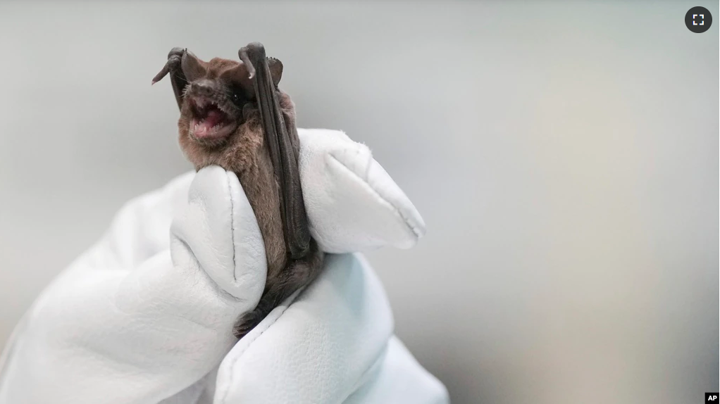 Mary Warwick, wildlife director for the Houston Humane Society, holds a Mexican free-tailed bat as it recovers from last week's freeze on Tuesday, Dec. 27, 2022 in Houston. (Elizabeth Conley/Houston Chronicle via AP)