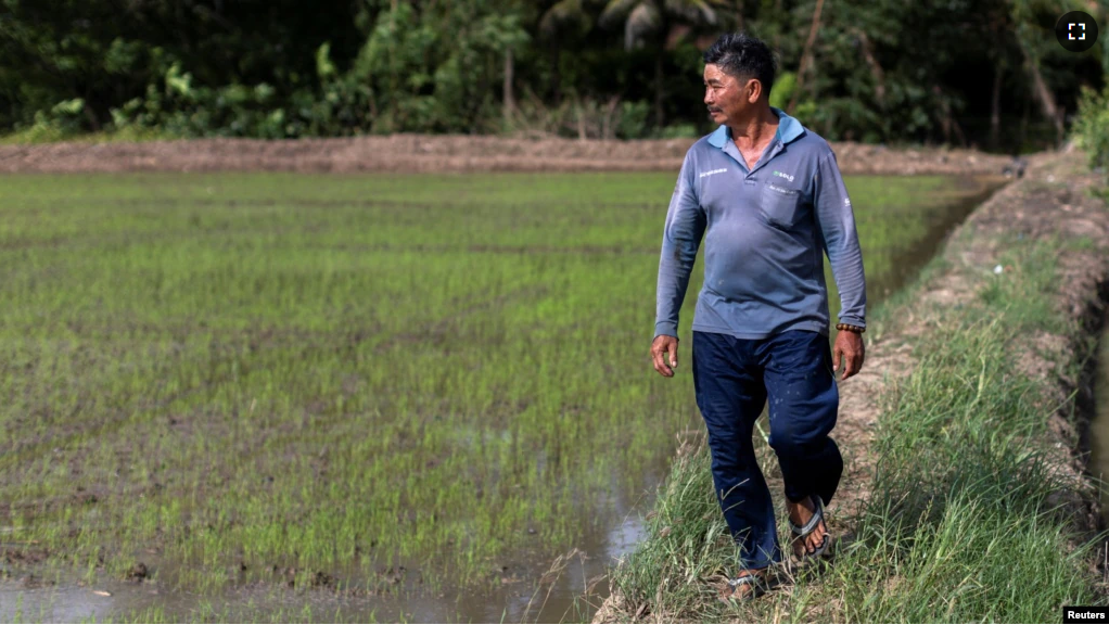 Tran Van Cung, 60, walks in his rice field during an interview with Reuters in Mekong Delta's Soc Trang province which was affected by the sediment, Vietnam, May 25, 2022. (REUTERS)