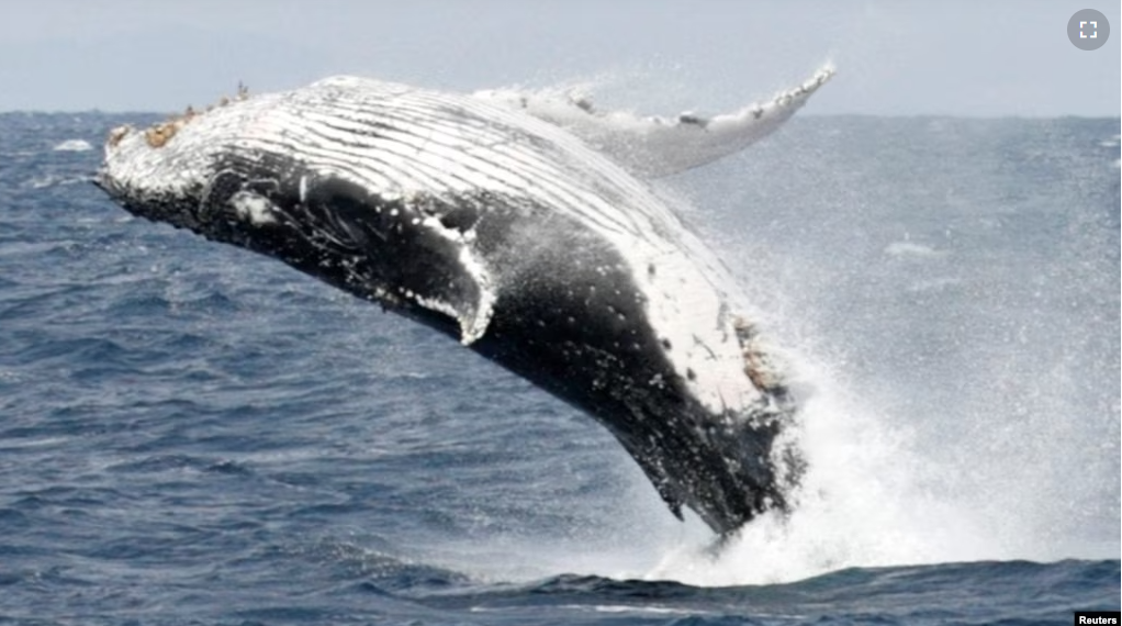 In this file photo, a humpback whale breaches the surface off the southern Japanese island of Okinawa February 13, 2007. (REUTERS/Issei Kato/File Photo)