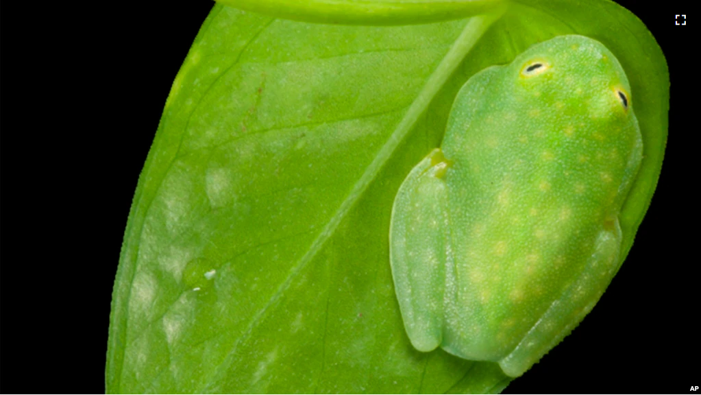 This photo provided by researchers in December 2022 shows a sleeping glass frog photographed with a flash from its back side, showing its leaf-green coloration in reflected light. (Jesse Delia/AMNH via AP)