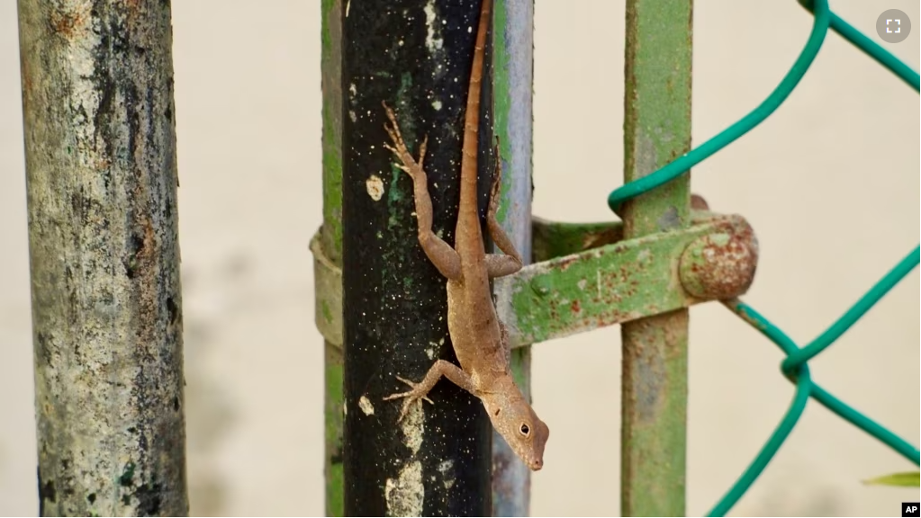 In this photo courtesy of evolutionary biologist Kristin Winchell, an Anolis cristatellus lizard stands on a gate in Rincon, Puerto Rico, Jan. 6, 2018. (Kristin Winchell/New York University via AP)