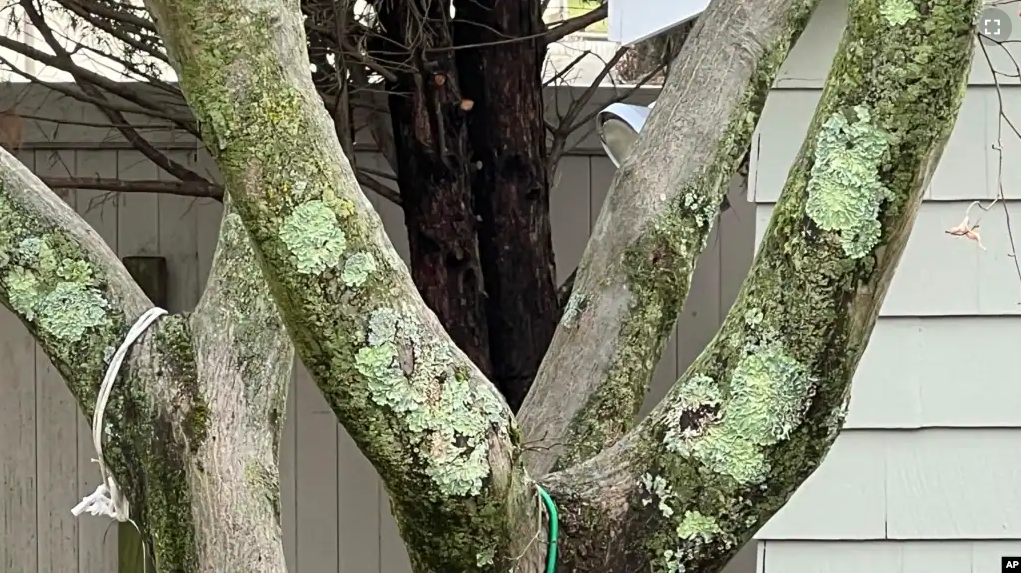 This Jan. 4, 2023, photo provided by Jessica Damiano shows light green masses called lichens growing on a maple tree on Long Island, NY. (Jessica Damiano via AP)