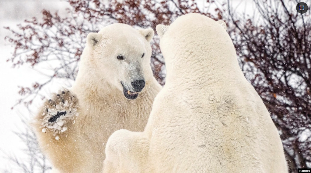 In this file photo, polar bears spar near the Hudson Bay community of Churchill, Manitoba, Canada November 20, 2021. (REUTERS/Carlos Osorio/File Photo)