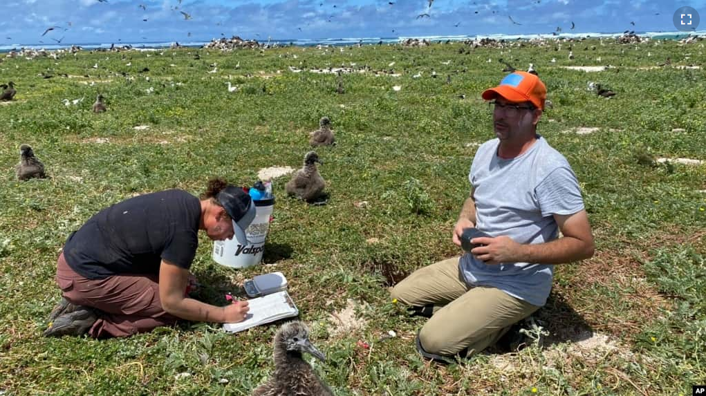 This photo shows workers relocating a Tristram’s storm petrel in Hawaii on March 29, 2022. (L. Young/Pacific Rim Conservation via AP)