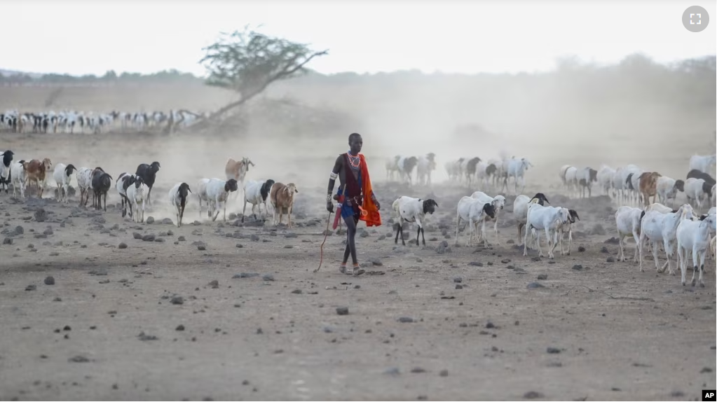 FILE - A Maasai man walks with his livestock in search of grassland at Ilangeruani village, near Lake Magadi, in Kenya, on Wednesday, Nov. 9, 2022. Rights groups say Maasai people in Tanzania are being relocated to make room for tourism. (AP Photo/Brian Inganga)