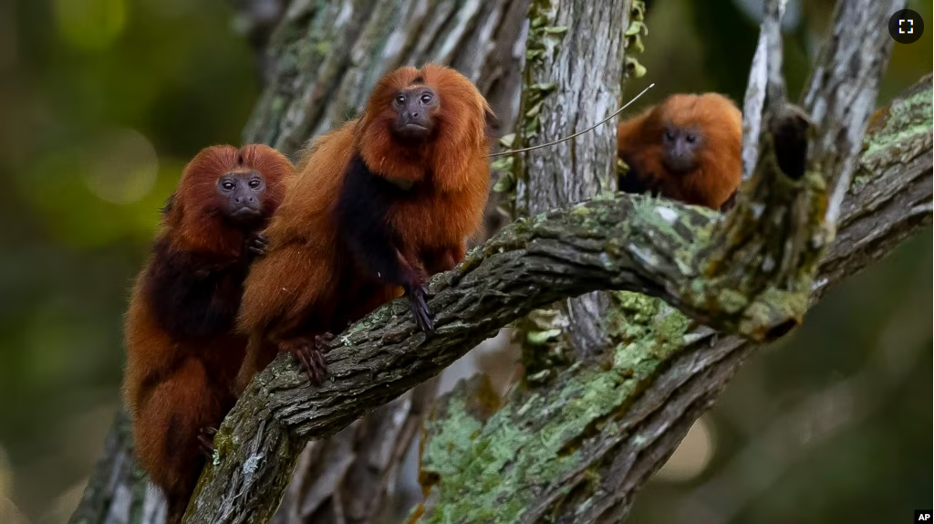 FILE - A group of golden lion tamarins is seen in a tree during an observation tour in the Atlantic Forest region of Silva Jardim, Rio de Janeiro state, Brazil, Thursday, June 16, 2022. (AP Photo/Bruna Prado)