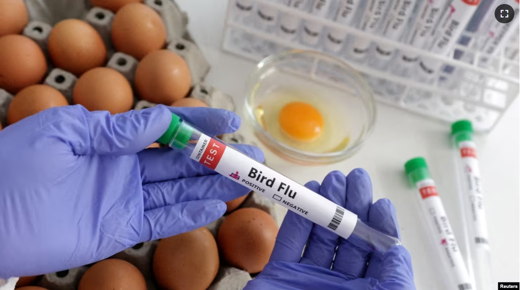 FILE - A person holds a test tube labelled "Bird Flu" next to eggs, in this picture illustration, January 14, 2023. (REUTERS/Dado Ruvic/Illustration/File Photo)