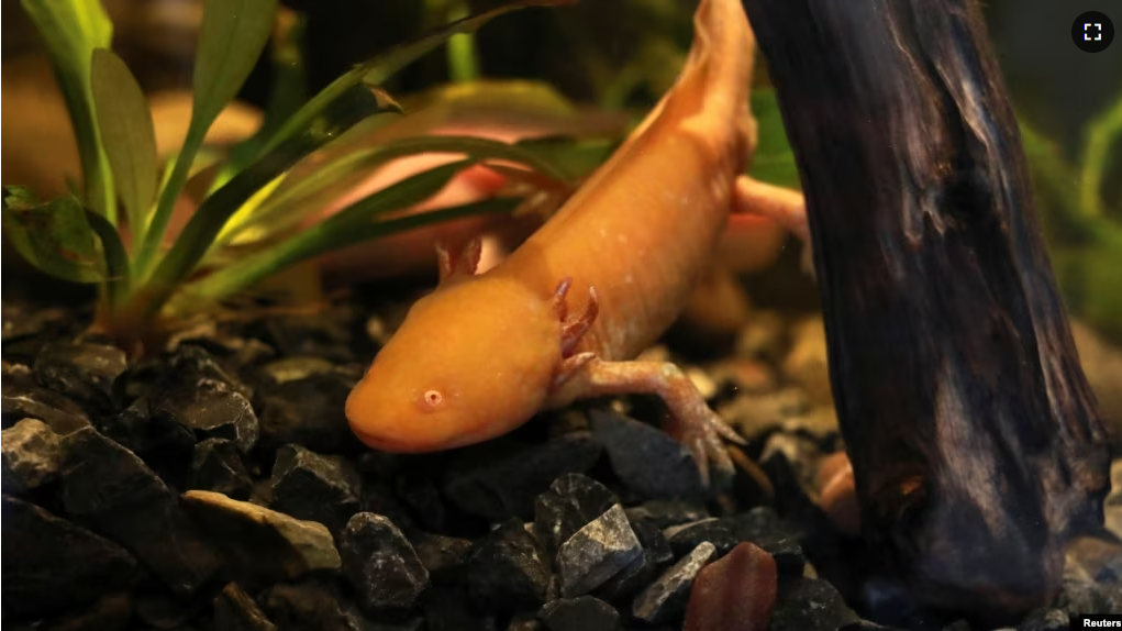 An axolotl swims in an aquarium at the new Axolotl Museum and Amphibians Conservation Centre, at Chapultepec Zoo in Mexico City, Mexico, January 25, 2023. (REUTERS/Henry Romero)