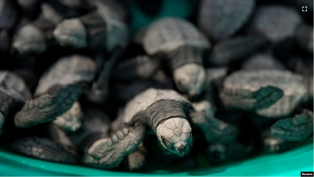 Baby olive ridley sea turtles are gathered in a basin minutes after being born at CURMA's hatchery in San Juan, La Union, Philippines, January 12, 2023. (REUTERS/Eloisa Lopez)