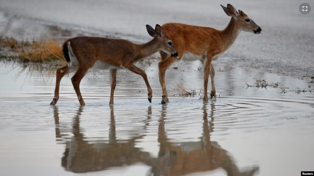 FILE - Endangered Key Deer are pictured in a puddle following Hurricane Irma in Big Pine Key, Florida, U.S., September 25, 2017. (REUTERS/Carlo Allegri/File Photo)