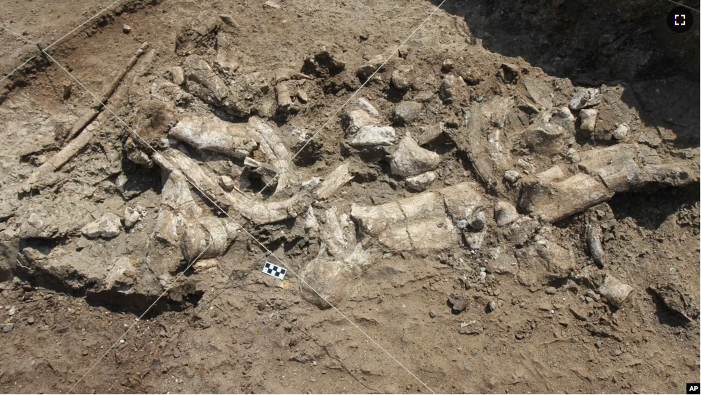 This photo provided by the Homa Peninsula Paleoanthropology Project shows a fossil hippo skeleton and associated Oldowan artifacts at the Nyayanga site in southwestern Kenya in July 2016. (T.W. Plummer/Homa Peninsula Paleoanthropology Project via AP)