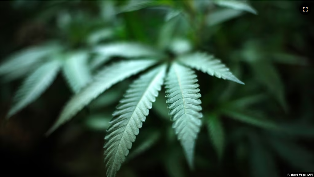 This August 15, 2019 file photo shows a marijuana plant in an indoor cannabis farm in Gardena, California.