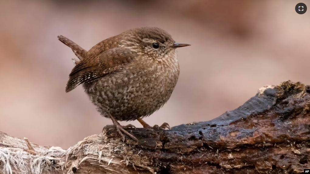 FILE - This image provided by Macaulay Library/Cornell Lab of Ornithology shows a winter wren. (James Davis/Macaulay Library/Cornell Lab of Ornithology via AP)