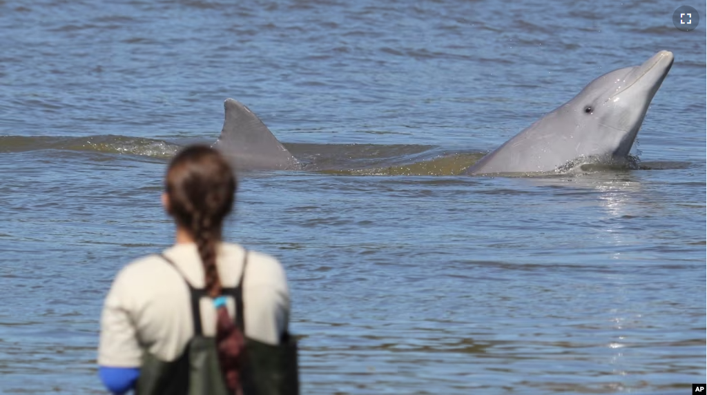 In this 2013 photo provided by Oregon State University, in Laguna, at Praia da Tesoura, researchers have the opportunity to collect data where the dolphin-fishermen interaction takes place.