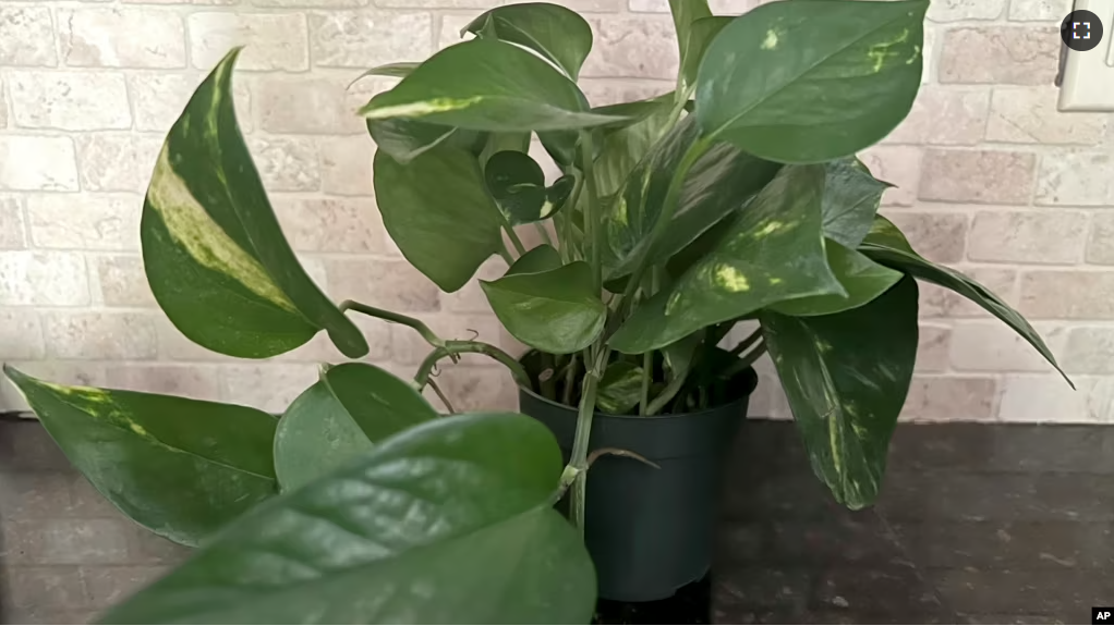 This Jan. 17, 2023, image provided by Jessica Damiano shows a vining pothos houseplant, which has toxic properties so should be kept away from children. (Jessica Damiano via AP)