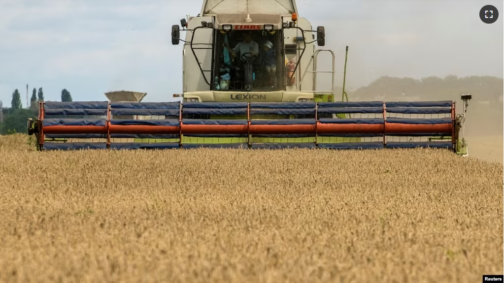 FILE - A combine harvests wheat in a field near the village of Zghurivka in Kyiv region, Ukraine. August 9, 2022. ( REUTERS/Viacheslav Musiienko/File Photo)