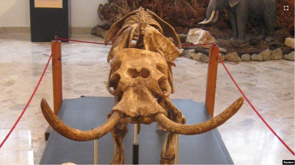 A mounted skeleton of an extinct Sicilian dwarf elephant s seen at Museo Geologico "G. G. Gemmellaro" in Palermo, Italy. Roberto Rozzi via Reuters.