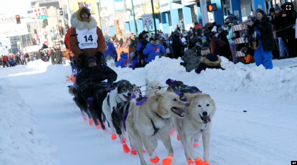 Defending champion Brent Sass mushes his dog team down Fourth Avenue during the Iditarod Trail Sled Dog Race's ceremonial start in downtown Anchorage, Alaska, on Saturday, March 4, 2023. (AP Photo/Mark Thiessen)