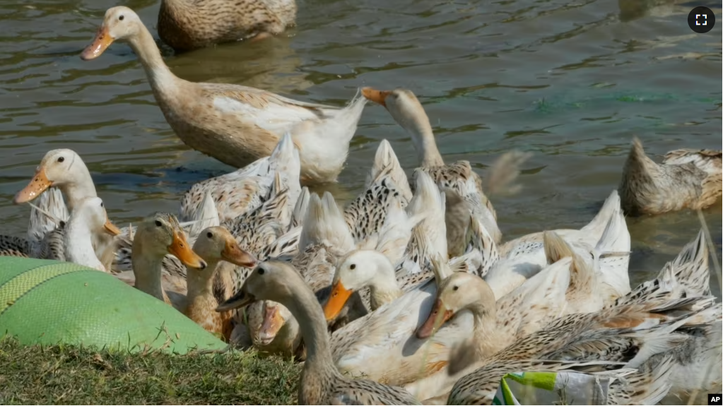 Ducks eat along the shore of Snoa village farm outside Phnom Penh, Cambodia, Thursday, Feb. 23, 2023. (AP Photo/Heng Sinith)