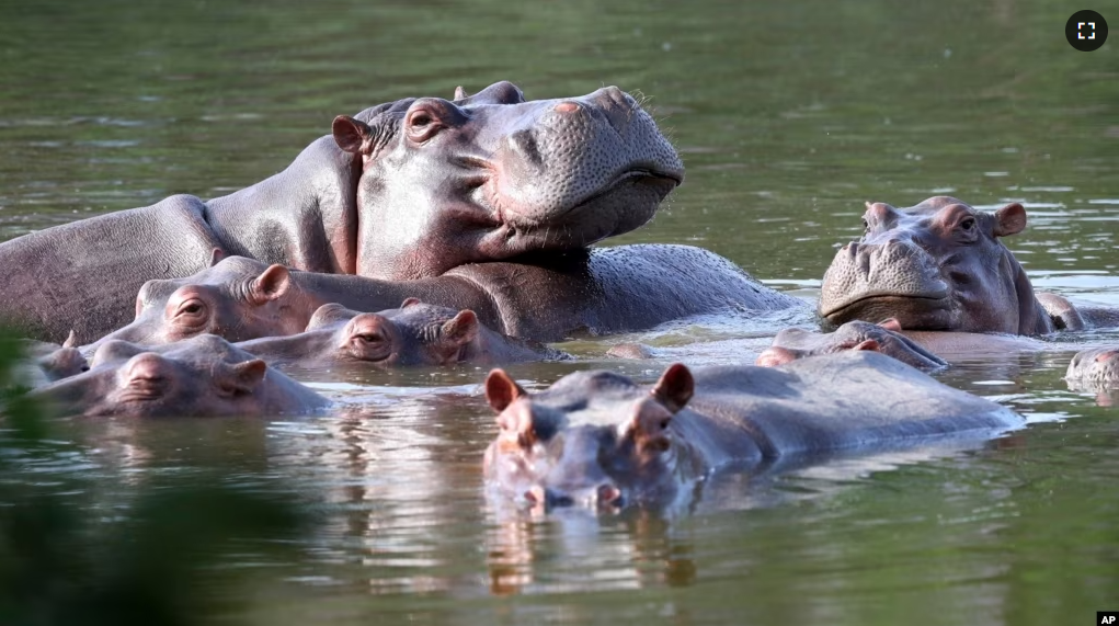 FILE - Hippos float in the lake at Hacienda Napoles Park, once the private estate of drug kingpin Pablo Escobar who imported three female hippos and one male decades ago in Puerto Triunfo, Colombia, February 4, 2021. (AP Photo/Fernando Vergara, File)