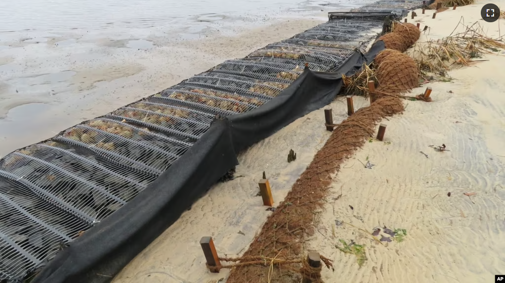 Logs of coconut husk known as coir sit on the bank of the Shark River in Neptune, N.J., Jan. 31, 2023. (AP Photo/Wayne Parry)