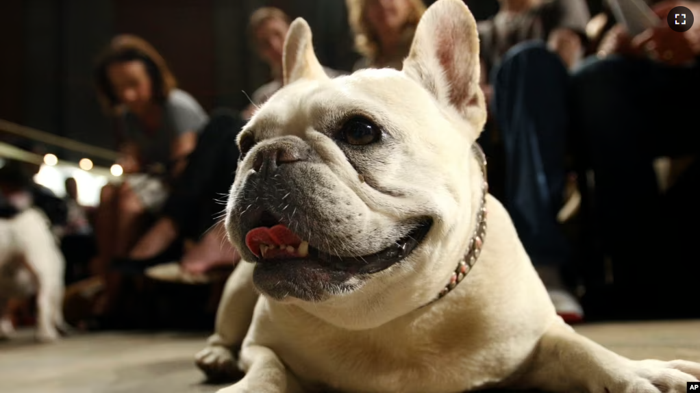 FILE - Lola, a French bulldog, lies on the floor prior to the start of a St. Francis Day service at the Cathedral of St. John the Divine, Oct. 7, 2007, in New York. (AP Photo/Tina Fineberg, File)