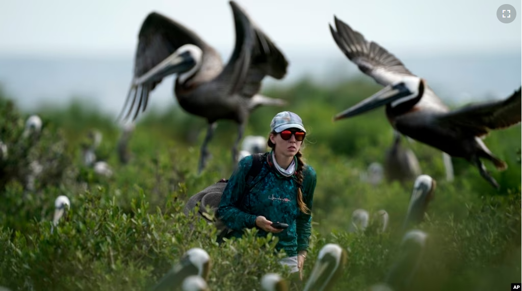 FILE - Marine biologist Bonnie Slaton checks a field camera on Raccoon Island, in the U.S. state of Louisiana, May 17, 2022. (AP Photo/Gerald Herbert)