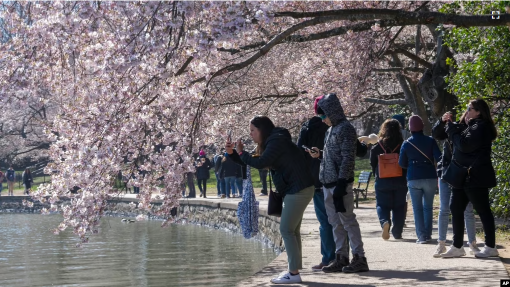 People take photographs of cherry blossom trees that have begun to bloom on March 20, 2023, along the tidal basin in Washington, on the first day of the National Cherry Blossom Festival. (AP Photo/Jacquelyn Martin)