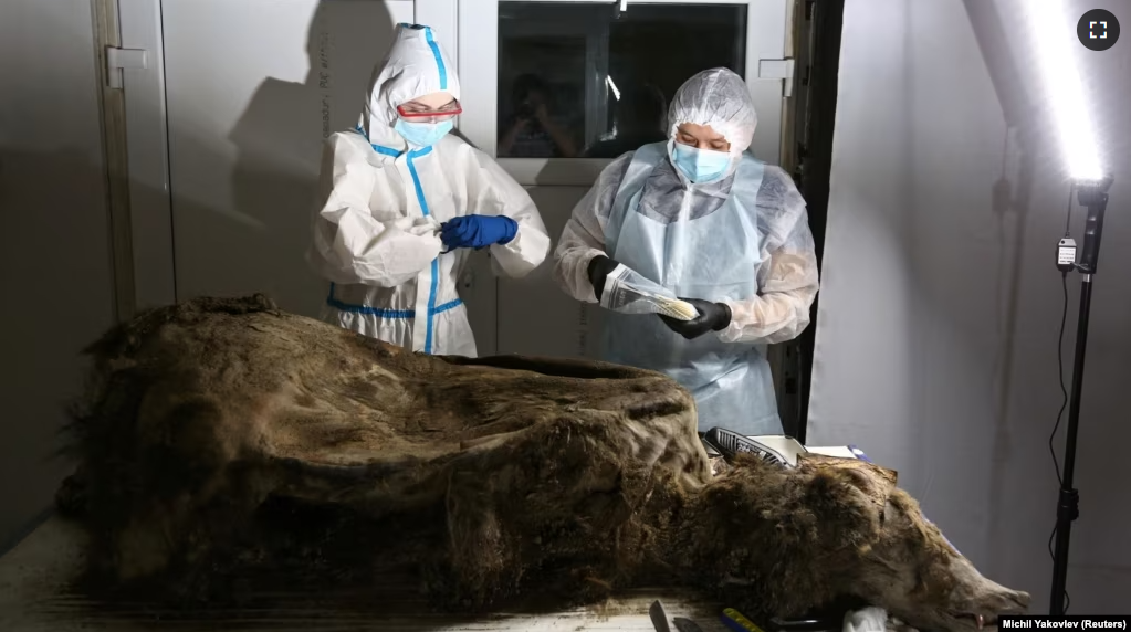 Scientists study the body of a brown bear with the geological age of 3,460 years, in Yakutsk, Russia February 21, 2023. (REUTERS/Michil Yakovlev )