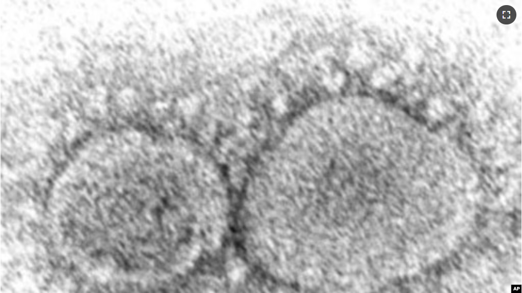 FILE - This 2020 electron microscope image made available by the Centers for Disease Control and Prevention shows SARS-CoV-2 virus particles which cause COVID-19.