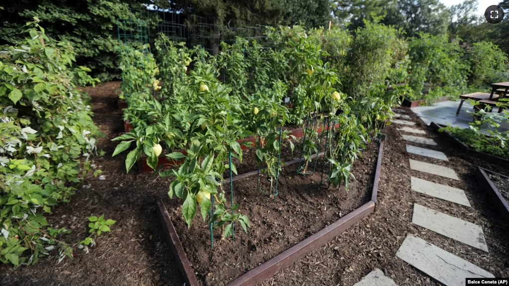 This path in the White House Kitchen Garden is lined with mulch, Washington, D.C., October 5, 2016. (AP/Manuel Balce Ceneta)